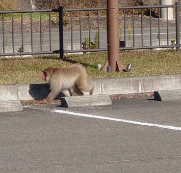駐車場に猿の写真