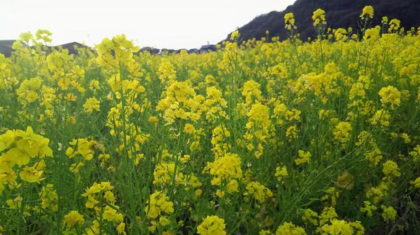 菜の花 菜の花,春,黄色の写真素材