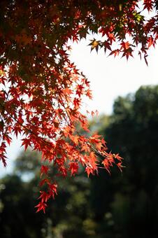 紅葉 植物,紅葉,もみじの写真素材