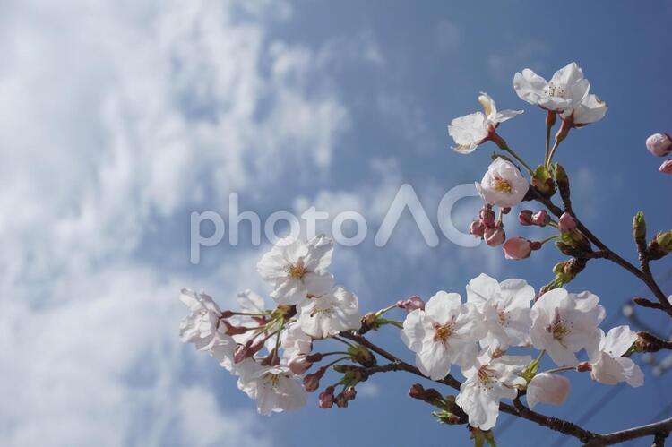 桜 桜,さくら,サクラの写真素材