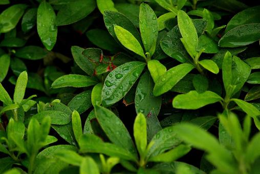 庭木と雨滴 雨滴,水,しずくの写真素材