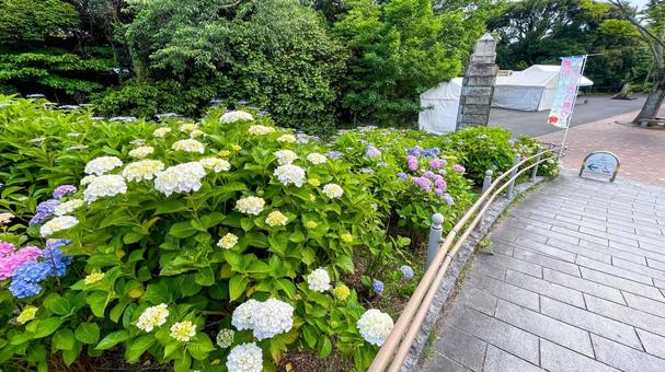 高塔山公園のあじさい 高塔山公園,北九州,若松区の写真素材