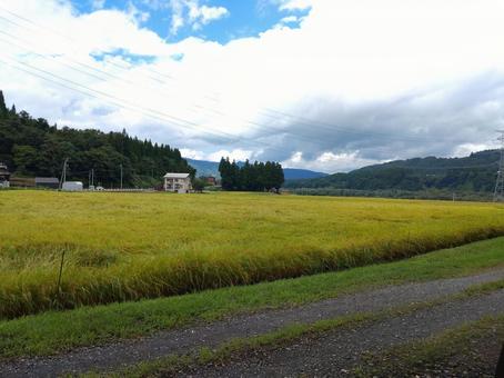 田んぼ 田んぼの写真