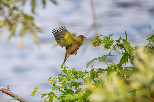 カワラヒワ(100) カワラヒワ(100) 鳥,カワラヒワ,野鳥の写真素材