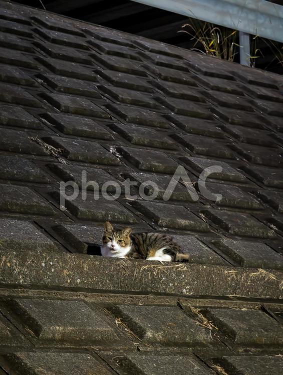 猫のいる風景 猫,ねこ,ネコの写真素材
