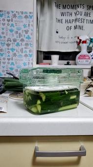 きゅうり きゅうりの写真