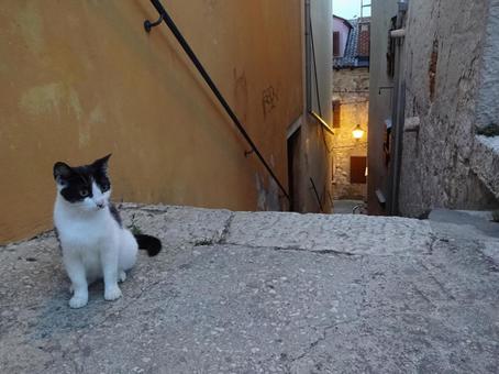 クロアチア　小道と猫 クロアチア,街並み,猫の写真素材