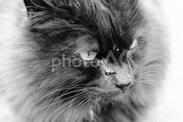 遠くを睨む猫 猫,野良猫,黒猫の写真素材