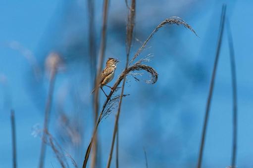 A reed warbler singing on a reed, JPG