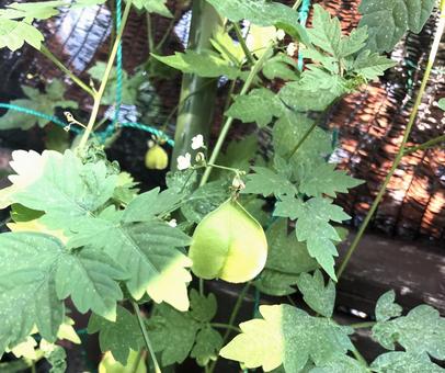 フウセンカズラ 風船かずら,自然,植物の写真素材