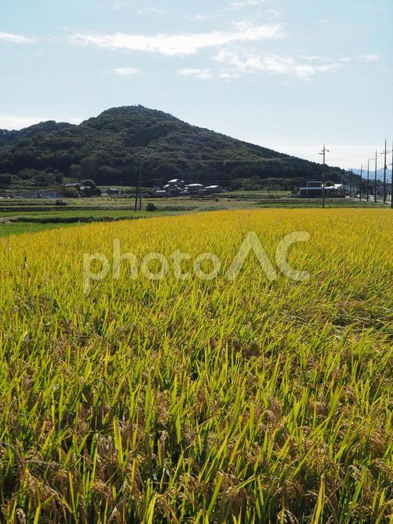 秋晴れの稲の実る田園風景（茨城県桜川市） 桜川市,里山,茨城県の写真素材