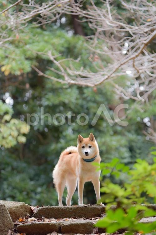 森の中の柴犬 柴犬,しばいぬ,シバケンの写真素材