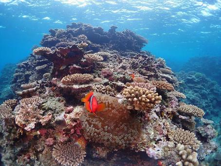 沖縄の海 沖縄の海の写真