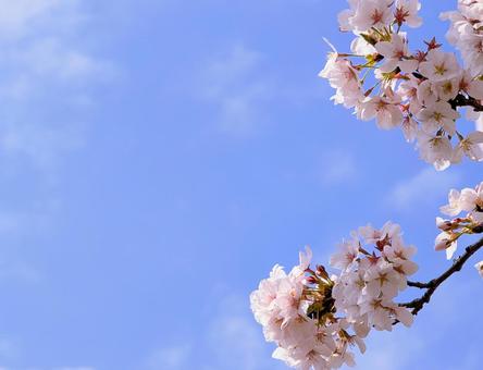 桜咲く 桜咲くの写真