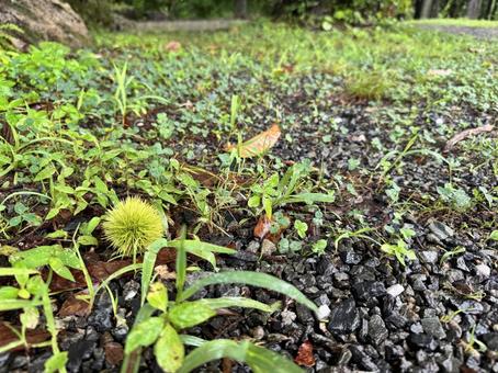 小さな栗のイガと雨上がりの草むらの景色 小さな栗のイガと雨上がりの草むらの景色 栗,栗のイガ,実の写真素材
