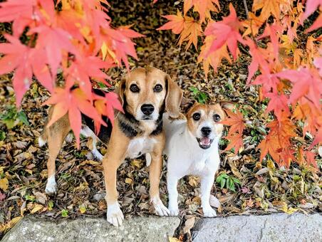 紅葉デートだよ 犬,ビーグル,ジャックラッセルテリアの写真素材