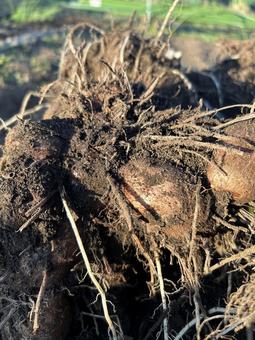 市民農園の里芋の収穫 里芋,さといも,秋の写真素材