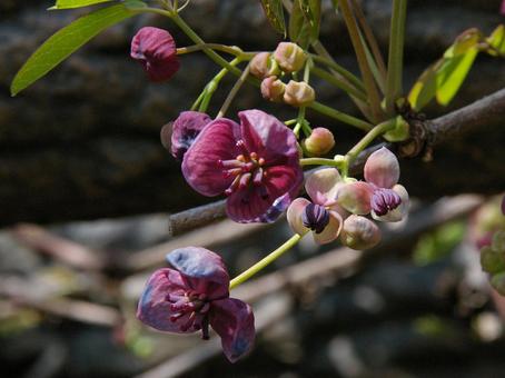 アケビ アケビ アケビ,木通,通草の写真素材