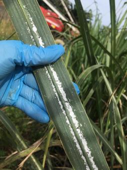サトウキビにつく害虫 サトウキビにつく害虫の写真