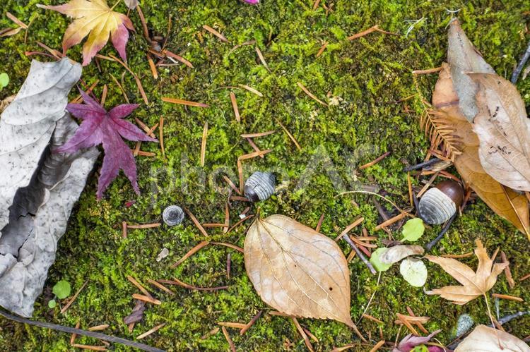 秋のイメージ 秋,苔,どんぐりの写真素材