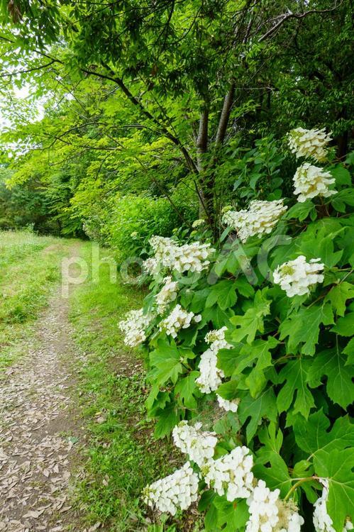 遊歩道沿いに咲くカシワバアジサイの白い花 カシワバアジサイ,紫陽花,花の写真素材