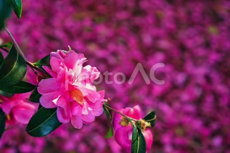 サザンカの絨毯 公園,秋,花の写真素材