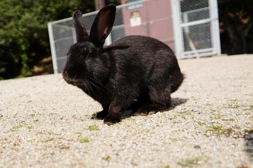 広島 大久野島 うさぎ島のうさぎ5 広島 大久野島 うさぎ島のうさぎ5 クロウサギ,うさぎ,兎の写真素材