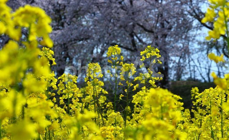 奈良  藤原宮跡 桜と菜の花の風景 桜,奈良,藤原宮跡の写真素材