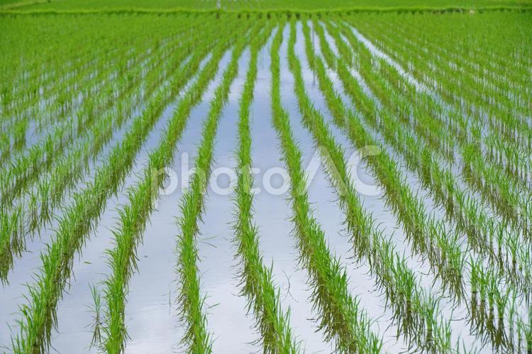 田植えの風景 稲,風景,景色の写真素材