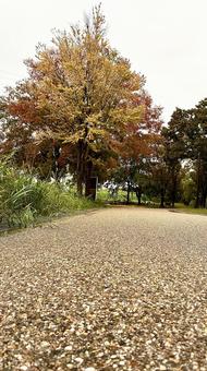 色づく木 公園,広場,木の写真素材