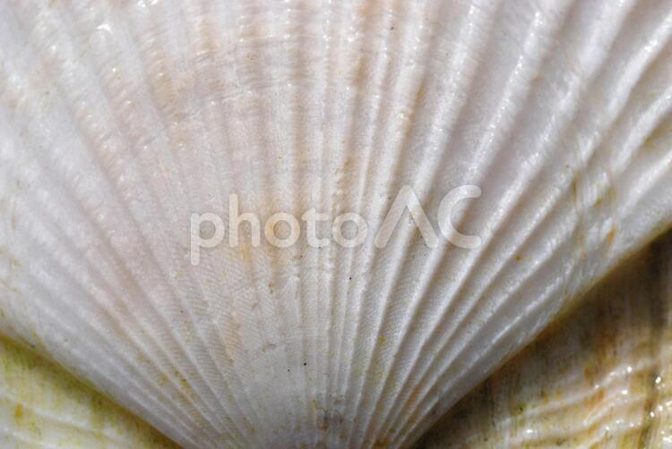 ホタテの貝殻の表面 ホタテ,帆立,貝殻の写真素材