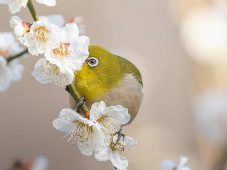 Plum blossoms and Japanese white-eye, JPG Plum blossoms and Japanese white-eye, JPG