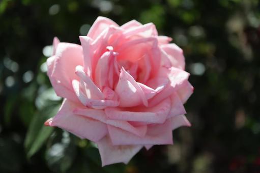 バラ園にてピンクの薔薇を撮影しましたの写真