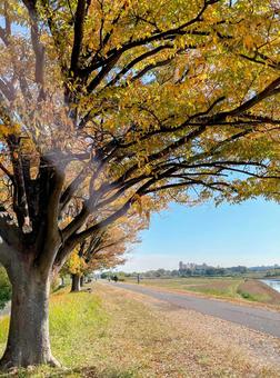 143_陽だまりの河川敷 陽だまり,秋,河川敷の写真素材