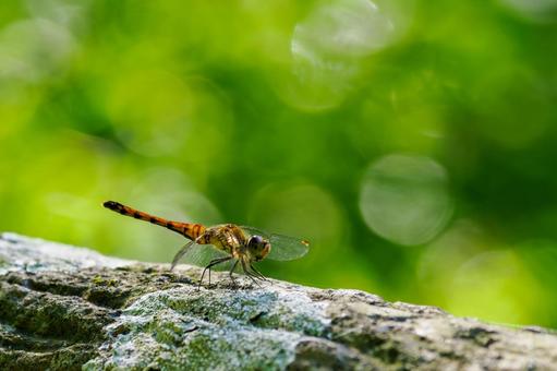 ナツアカネ⑷ ナツアカネ⑷ トンボ,ナツアカネ,昆虫の写真素材