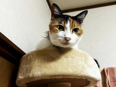 キャットタワーの上で見つめる猫 キャットタワーの上で見つめる猫 三毛猫,calico,catの写真素材