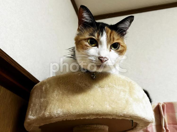 キャットタワーの上で見つめる猫 三毛猫,calico,catの写真素材