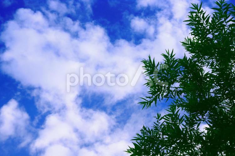 森の緑と爽やかな秋空 空,秋,青空の写真素材