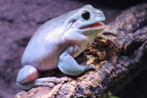 Tree frog stretching its jaw after eating 2, JPG
