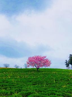 草原の中の一本の桜の木の写真