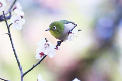 美しい背景と梅の花とメジロの写真