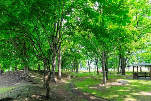 新緑が美しい公園 新緑が美しい公園 新緑が美しい公園,東屋,緑の写真素材