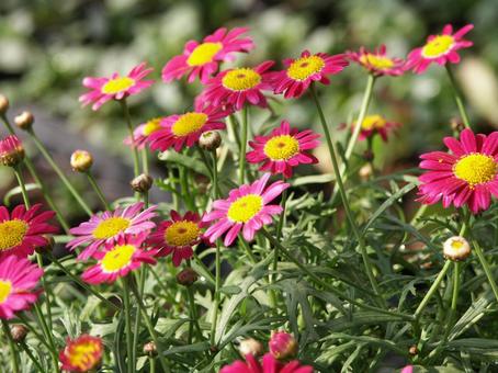 マーガレット　咲く風景 マーガレット,草花,春の写真素材