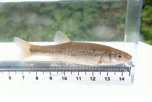 アブラハヤ(川魚) アブラハヤ,川魚,日淡の写真素材