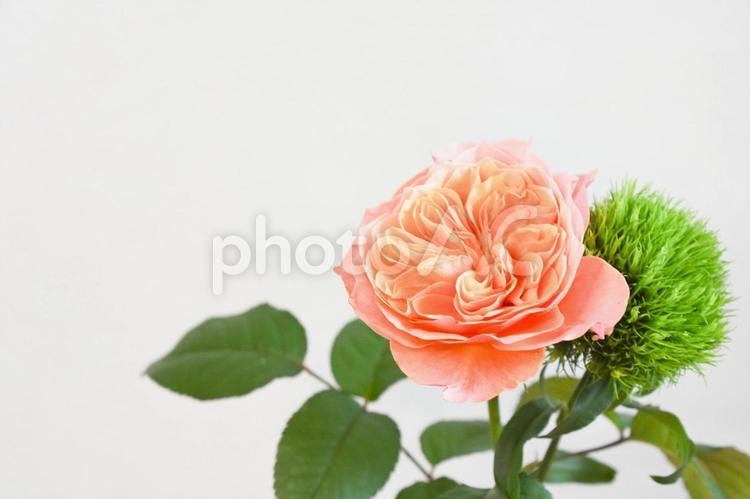 薔薇とテマリソウ ケンジントンガーデン,オレンジ色,ばらの写真素材