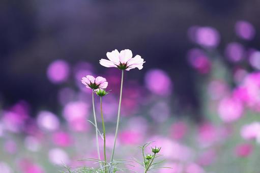 秋の野に咲くピンクのコスモス 秋の野に咲くピンクのコスモス コスモス,秋,花の写真素材