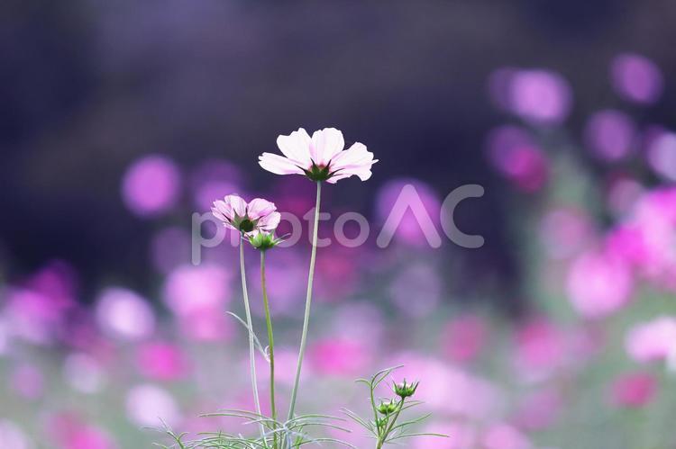 秋の野に咲くピンクのコスモス コスモス,秋,花の写真素材