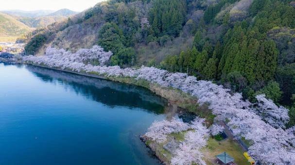 海津大崎の写真