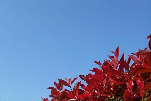 赤い新緑と五月晴れの空 赤い新緑と五月晴れの空の写真