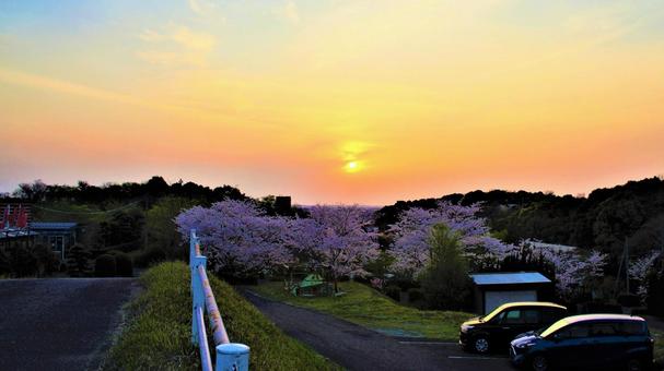 黄昏桜。 黄昏桜。の写真